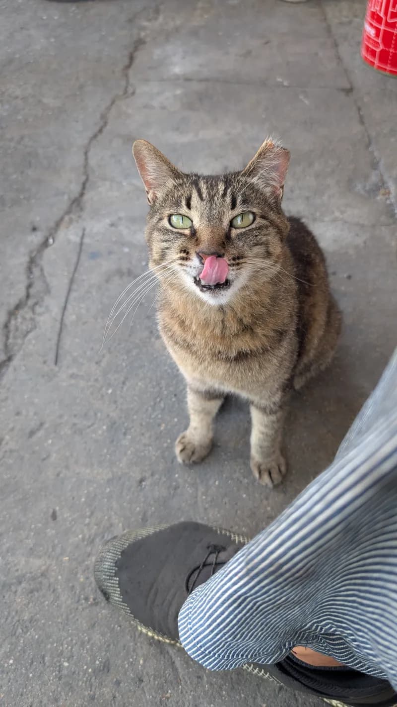 サイドアームサイクルスの看板猫